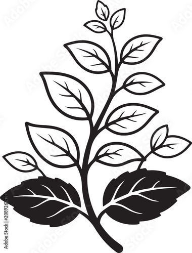 Botanical Herb Plant Branch Leaves Vector Illustration Design