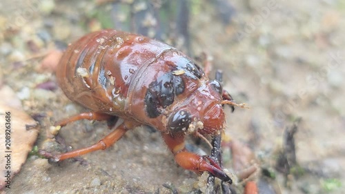 
Side Profile Macro of Cicada Nymph Crawling on Wet Ground on a Rainy Day,4k#001

