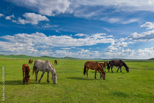The scenery of the horse herd on the grassland of Hulunbuir, Inner Mongolia Autonomous Region, China, under the blue sky and white clouds.