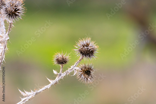 Φωτογραφία Detailed view of thistles growing in a field during daylight in a rural area