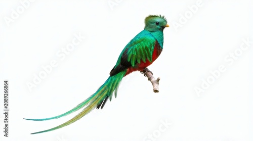 Exotic Resplendent Quetzal bird with vibrant green plumage and long flowing tail feathers isolated on white