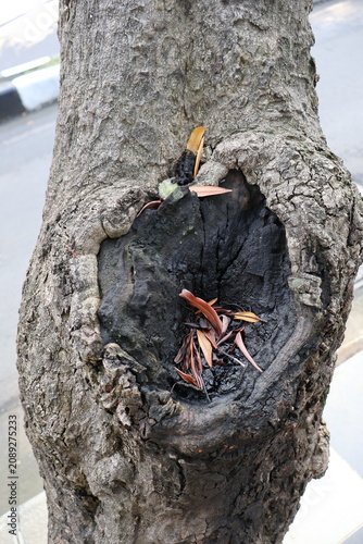 Close-up of hollow tree trunk with weathered bark, charred wood, and dry leaves inside. Natural tree cavity, organic texture, woodland detail, forest ecology, and nature photography concept.
