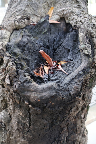 Close-up of hollow tree trunk with weathered bark, charred wood, and dry leaves inside. Natural tree cavity, organic texture, woodland detail, forest ecology, and nature photography concept.
