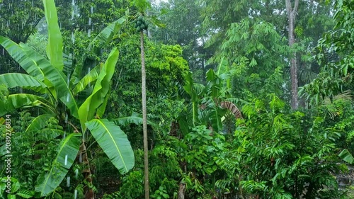 Lush tropical rainforest thrives under refreshing rain. Vibrant green foliage and banana leaves glisten, creating a serene, invigorating spectacle