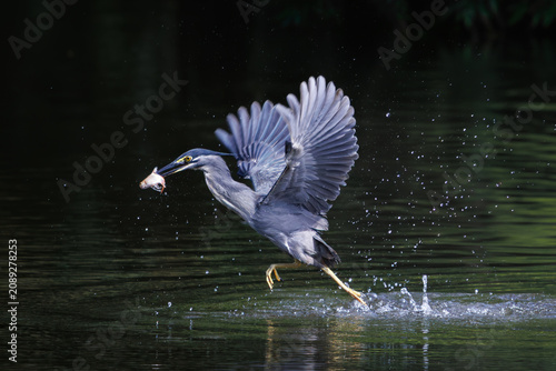 Striated Heron, Butorides striata, Green-backed heron catching prey in water pond in forest park, a small, squat water bird with short legs, bird spreading wings, explosive takeoff, plume of water