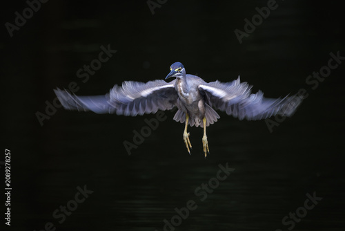Striated Heron, Butorides striata, Green-backed heron, hovering for a split second, wings wide open, hanging in the air, slow shutter speed for wing movement, captured in dramatic scene of forest