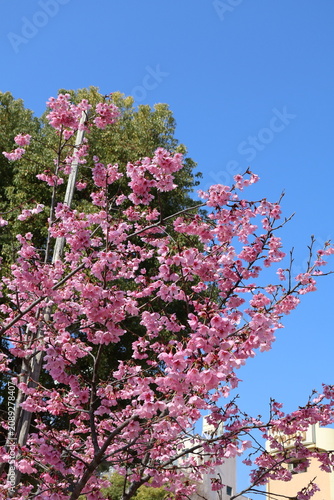 Pink cherry blossom trees blooming beneath clear blue sky in urban neighborhood. Vibrant spring scenery featuring sakura flowers, residential buildings, and seasonal beauty in Japan