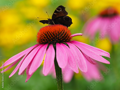 Unterseite vom Tagpfauenauge auf Blüte vom roten Sonnenhut
