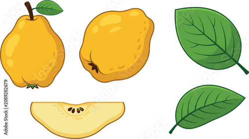 Photos Isolated yellow pear shaped quince cartoon vector illustration elements showing