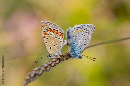 Foto Lycaenidae / Çokgözlü Mavi / Common Blue / Polyommatus icarus