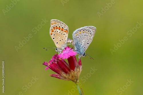 Bilde på lerret Lycaenidae / Çokgözlü Mavi / Common Blue / Polyommatus icarus