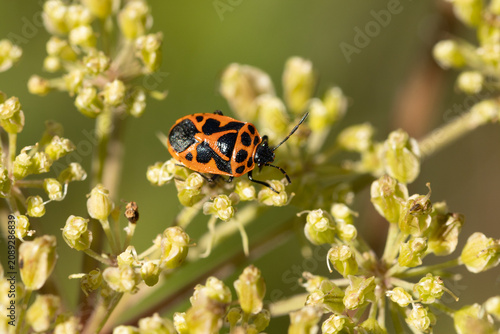 Eurydème souveraine (Eurydema dominulus)
Eurydema dominulus in its natural element
