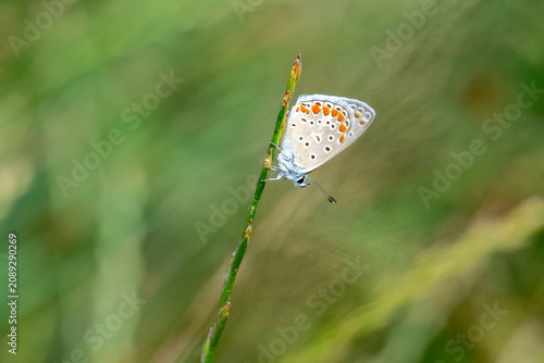 
Lycaenidae / Çokgözlü Mavi / Common Blue / Polyommatus icarus