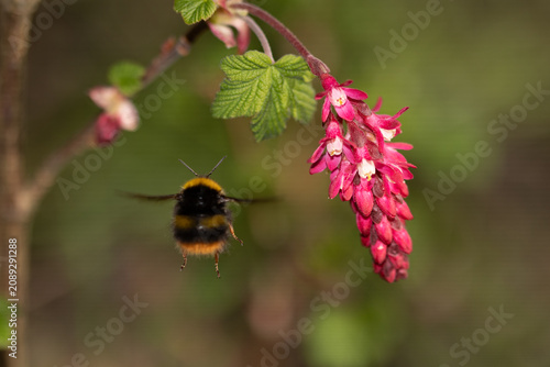 Bild auf Leinwand Groseillier à fleurs --- Cassis-fleur --- Groseillier sanguin (Ribes sanguineum)