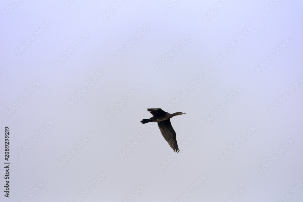 Obraz premium Cormorant passing at Mettmenhasli lake at Swiss village of Niederhasli on a gray autumn day. Photo taken December 14th, 2025, Zurich Niederhasli, Switzerland.