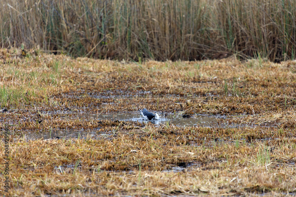 Fototapeta premium Mettmenhasli lake with reed and raven standing in puddle of water at Swiss village of Niederhasli on a gray autumn day. Photo taken December 14th, 2025, Zurich Niederhasli, Switzerland.