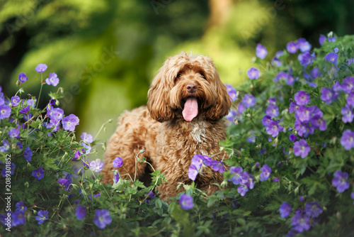 happy labradoodle dog posing with blooming flowers in summer
