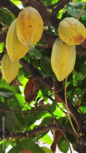 Ripe yellow cacao pods hanging on a tree branch in tropical plantation, concept of cocoa harvest, organic chocolate production, and natural farming environment.