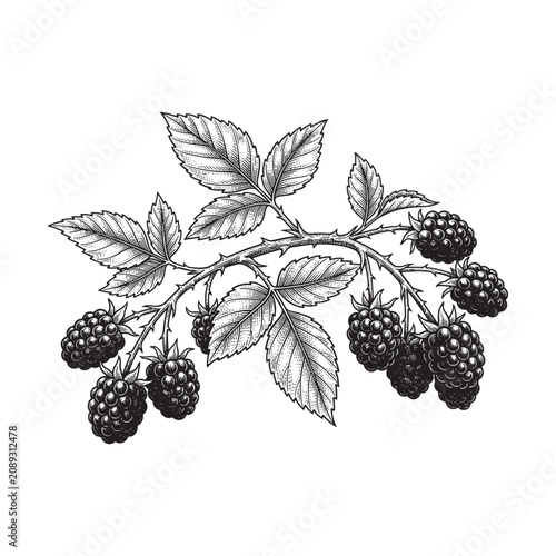 Wild Blackberry Fruit Plant Botanical Engraving Illustration