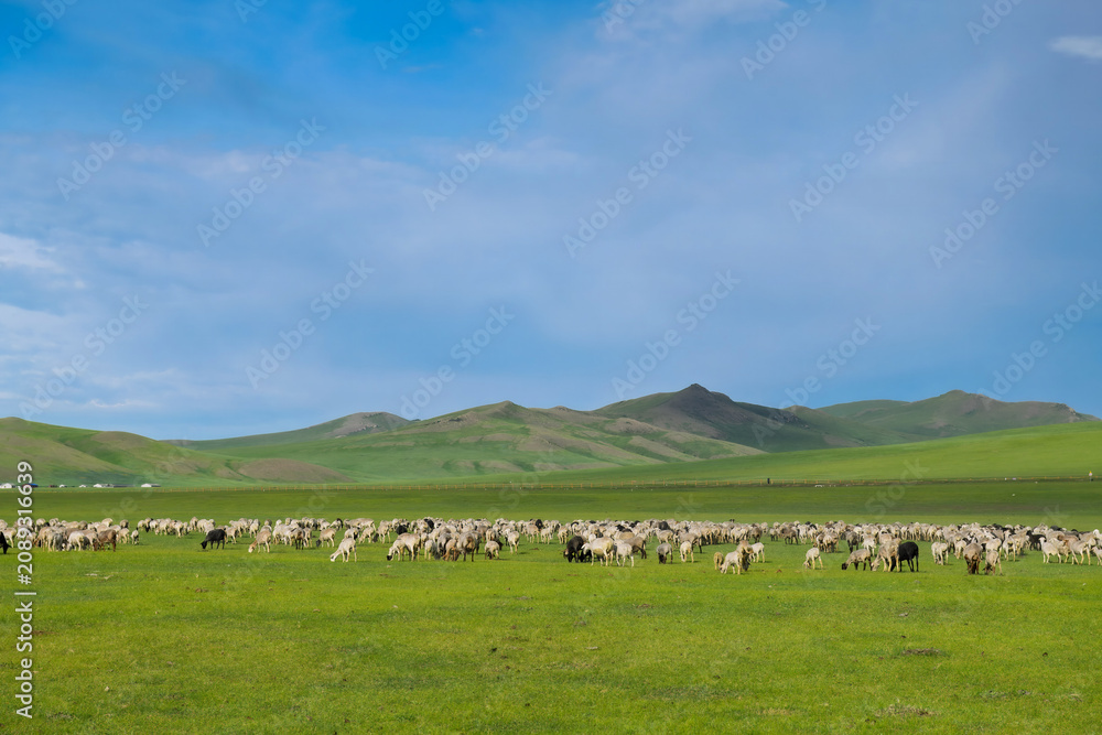 Obraz premium The landscape of sheep herds grazing on the grassland of the Mergel River Valley in Hulunbuir Grassland, Hulunbuir City, Inner Mongolia Autonomous Region, China.