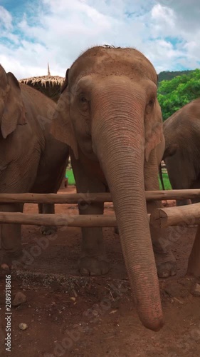 close up portrait of asian elephant head with detailed trunk and textured ears, majestic asian elephant face in natural sanctuary with wildlife conservation concept, 4k vertical video