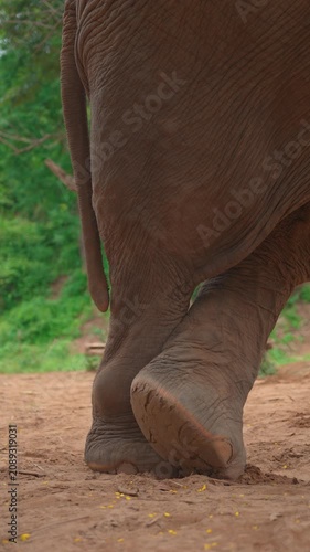 closeup of asian elephant legs and standing on natural ground at farm sanctuary, detailed view of elephant feet and wrinkled legs in wildlife conservation setting, 4k vertical video