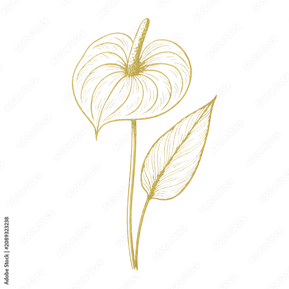 Obraz premium PNG Elegant botanical line art illustration.