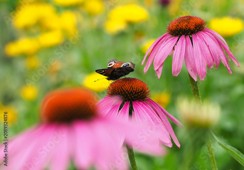Tagpfauenauge auf Blüte vom roten Sonnenhut