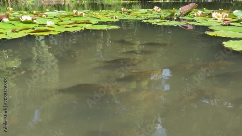 Tranquil pond with Nymphaea alba water lilies and hidden fish, serene aquatic scene.