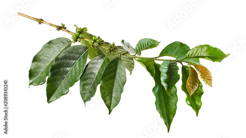Fotografía Coffee branch with unripe green coffee cherries, mature and young leaves isolated on transparent background with clipping path