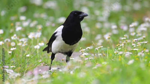 Black billed magpie walking while watching the ground for food in the grass and taking flight in a domestic garden in spring. Pica pica, Bellis perennis, Indre-et-Loire, région Centre, France, Europe