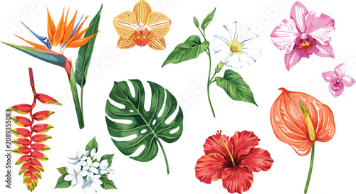 Tropical Flower Collection Vector Set Featuring Hibiscus, Orchid, Anthurium, Bird of Paradise, Monstera Leaf, and Exotic Botanical Illustrations