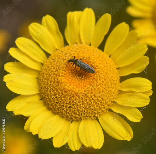 Oedemera lurida sur une fleur d'anthemis des teinturiers