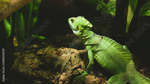 Canvastavla green iguana on a branch