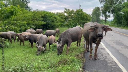 Rural video footage showing a domesticated swamp buffalo herd grazing along an asphalt roadside, documenting livestock interactions with rural infrastructure habitats