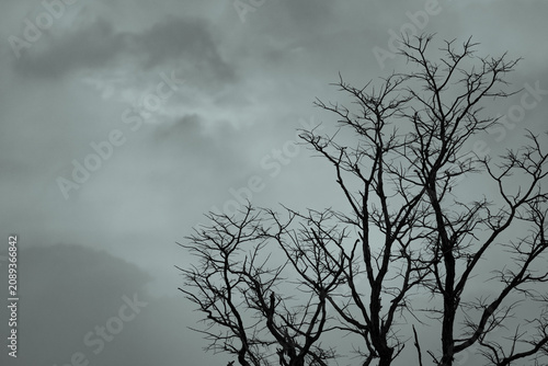 Photos Silhouette dead tree on dark dramatic sky and white clouds background for a peaceful death