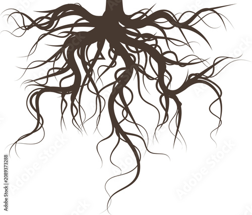 Tableau sur toile Tree roots creating a complex organic network and symbol of stable origin