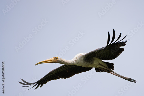 Cuadro en lienzo 🟤 Painted Stork - Juvenile
🚫 Protected wildlife: Hunting and keeping as pets are prohibited

Juvenile Painted Stork flying with fluttering wings, so damn handsome