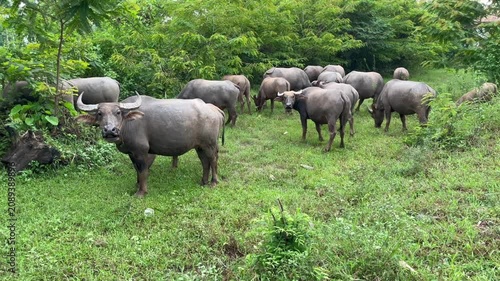 Agricultural zoology video footage capturing domesticated swamp buffalo herd dynamics, observing social behavior and grazing habits within a lush rural forest clearing