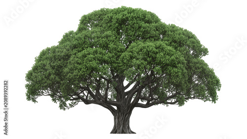 Schilderij op canvas Isolated majestic old broadleaf tree with a sprawling canopy and sturdy winding