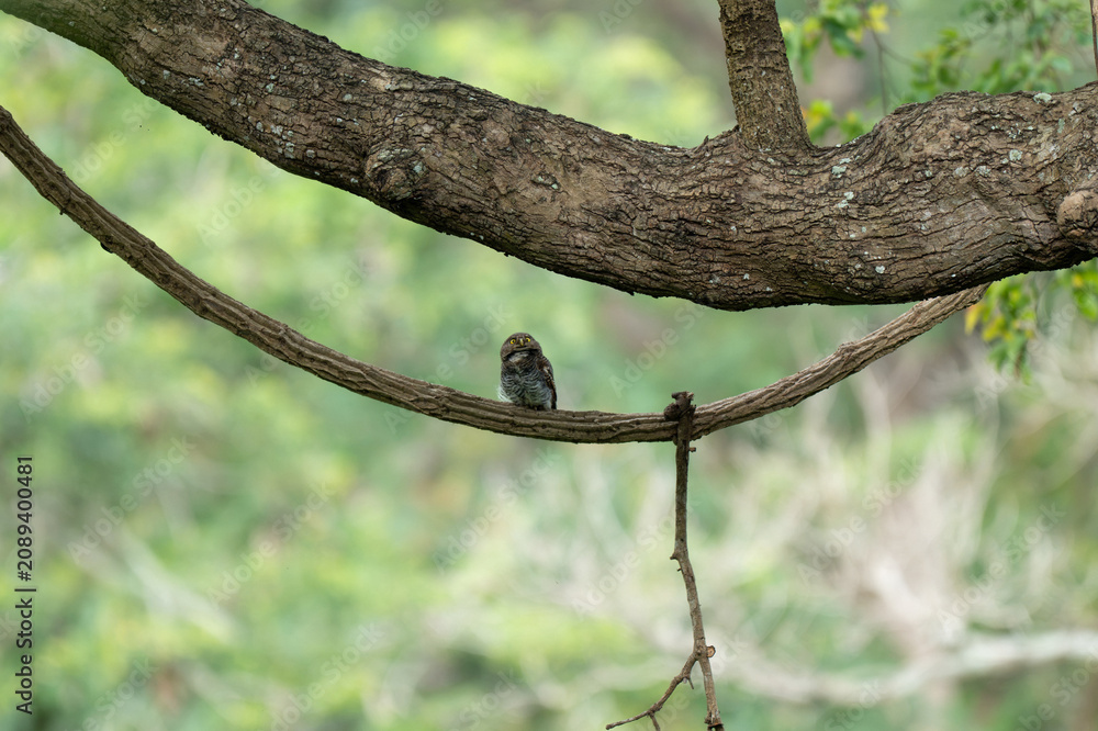 Fototapeta premium A tiny Jungle Owlet perched on a curved woody vine under a thick tree trunk, featuring prominent yellow eyes and detailed barred plumage against a softly blurred green nature background.