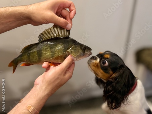 Fotografie A curious Cavalier King Charles Spaniel puppy gets an up-close introduction to a freshly caught European perch, held by a person's hands