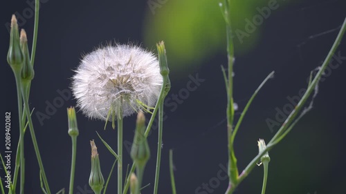 Yellow Goat's Beard achenes head with seeds and pappus in spring in a domestic city garden. Tragopogon dubius, Indre-et-Loire 37, région Centre, France, European Union, Europe