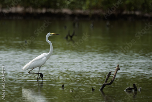 Foto ⚪️ Great Egret
🚫 Protected wildlife: Hunting and keeping as pets are prohibited