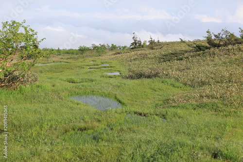 高山の湿地帯の景色