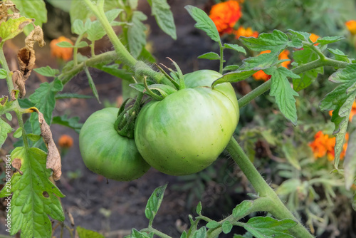 Green tomatos is growing in rustic garden. Organic tomatos in farming and harvesting. Growing vegetables in open ground bed.
