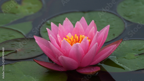 pink water lilies