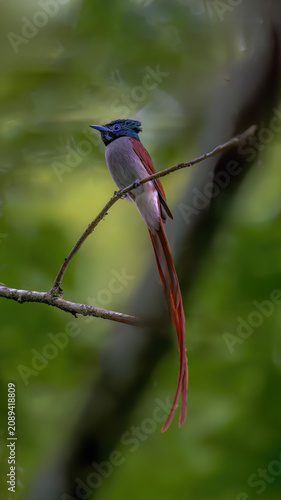 kingfisher on a branch