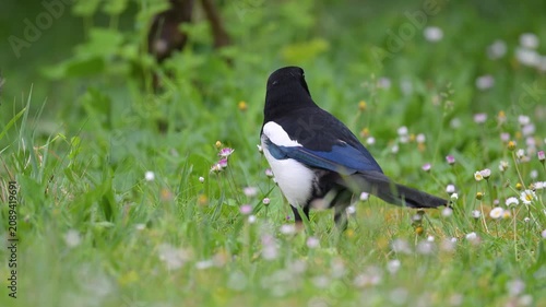 Black billed magpie walking while looking for food in the grass in a domestic garden in spring. Pica pica, Bellis perennis, Indre-et-Loire, région Centre-Val de Loire, France, European Union, Europe