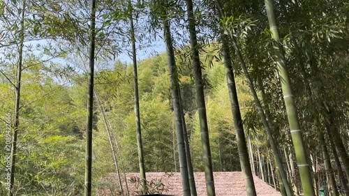 4K China Bamboo Forest And Traditional Roof